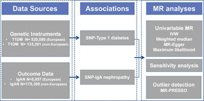 A Mendelian randomization study to assess the genetic liability of type 1 diabetes mellitus for IgA nephropathy
